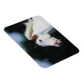 Paint Horse Headshot 3 Magnet (Rechte Seite)