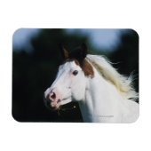 Paint Horse Headshot 3 Magnet (Horizontal)
