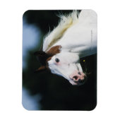 Paint Horse Headshot 3 Magnet (Vertikal)