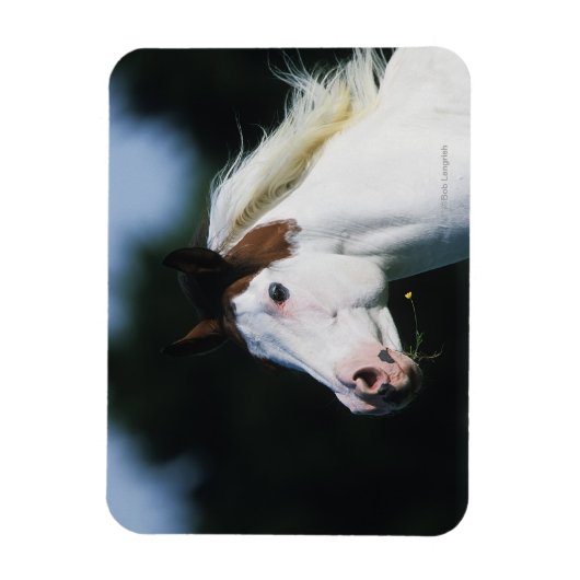 Paint Horse Headshot 3 Magnet (Vertikal)