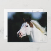 Paint Horse Headshot 3 Postkarte (Vorne/Hinten)