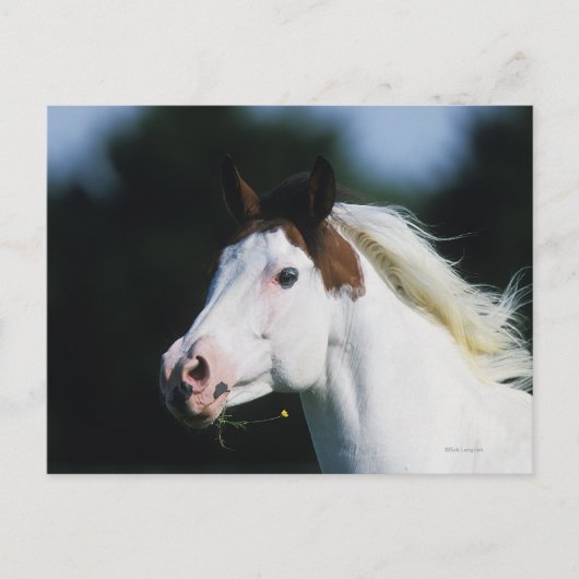Paint Horse Headshot 3 Postkarte (Vorderseite)