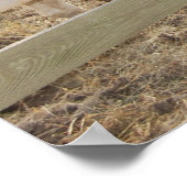 Paint Horse in Corral Poster (Ecke)
