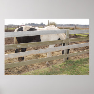 Paint Horse in Corral Poster