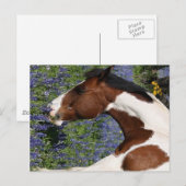 Paint Horse in Field of Wildflowers Postkarte (Vorne/Hinten)