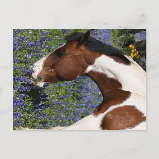 Paint Horse in Field of Wildflowers Postkarte (Vorderseite)