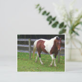 Paint Horse in the Pasta Postkarte (Stehend Vorderseite)