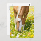 Paint horse in the wildflower meadow postkarte (Vorne/Hinten)