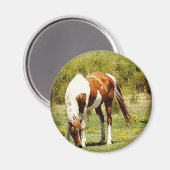 Paint Horse Magnet (Vorderseite/Rückseite)