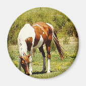 Paint Horse Magnet (Vorne)