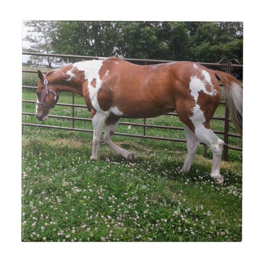Paint Horse Mare genannt Flashy Fliese (Vorderseite)