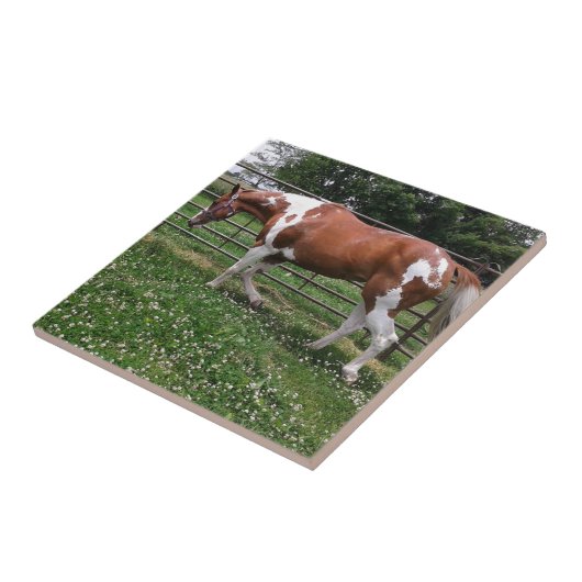 Paint Horse Mare genannt Flashy Fliese (Seite)