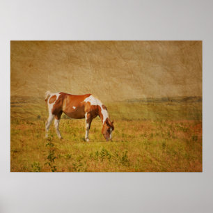 Paint Horse on Prairie Poster