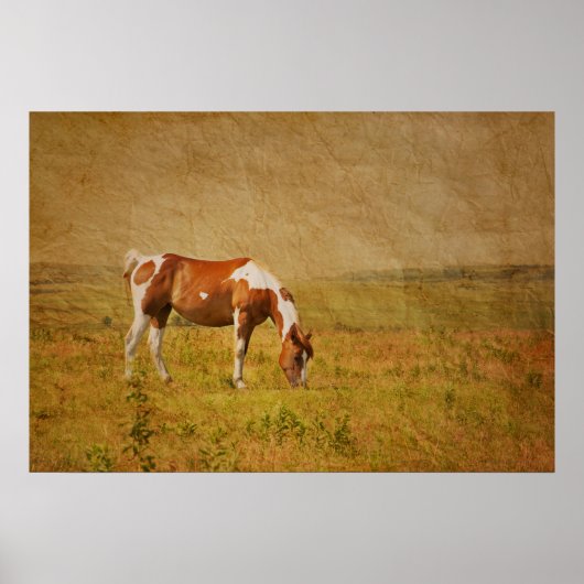 Paint Horse on Prairie Poster (Vorne)