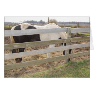 Paint Horse/Pinto