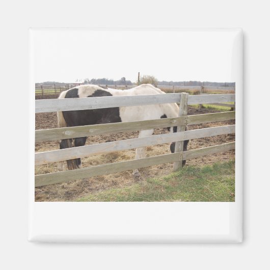 Paint Horse/Pinto Magnet (Vorne)