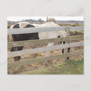 Paint Horse/Pinto Postkarte