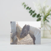 Paint Horse Pinto Postkarte (Stehend Vorderseite)