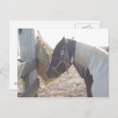 Paint Horse Pinto Postkarte (Vorne/Hinten)