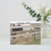 Paint Horse/Pinto Postkarte (Stehend Vorderseite)