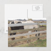 Paint Horse/Pinto Postkarte (Vorne/Hinten)