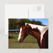 Paint Horse Portrait Artwork Ölgemälde Postkarte (Vorne/Hinten)