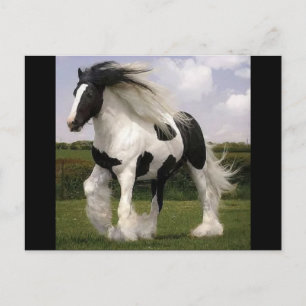 Paint Horse Postcard Postkarte