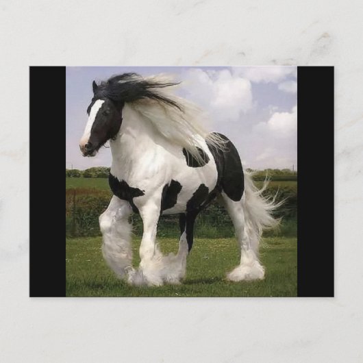 Paint Horse Postcard Postkarte (Vorderseite)