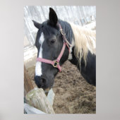 Paint Horse Poster (Vorne)