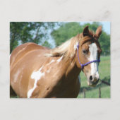 Paint Horse Postkarte (Vorderseite)