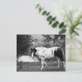 Paint Horse Postkarte (Stehend Vorderseite)