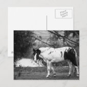 Paint Horse Postkarte (Vorne/Hinten)