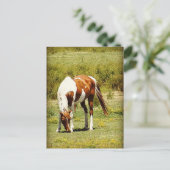 Paint Horse Postkarte (Stehend Vorderseite)