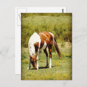 Paint Horse Postkarte (Vorne/Hinten)