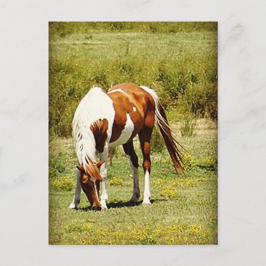 Paint Horse Postkarte (Vorderseite)