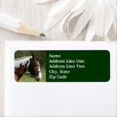 Paint Horse Profile, mit Bridle Green Pasta (Insitu)