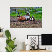 Paint Horse Rolling in Mud Funny Equine Foto Poster (Heimbüro)