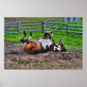 Paint Horse Rolling in Mud Funny Equine Foto Poster (Vorne)