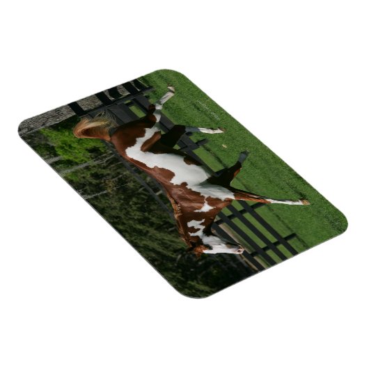 Paint Horse Running 1 Magnet (Rechte Seite)