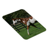 Paint Horse Running 1 Magnet (Rechte Seite)