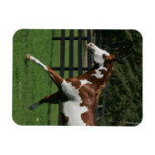 Paint Horse Running 1 Magnet (Horizontal)