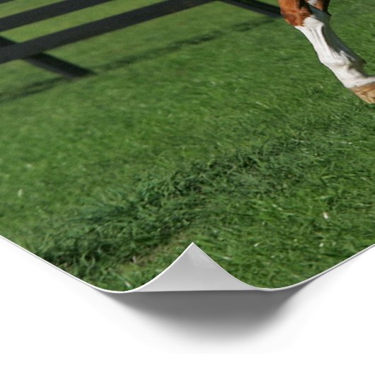 Paint Horse Running 1 Poster (Ecke)