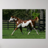 Paint Horse Running 1 Poster (Vorne)