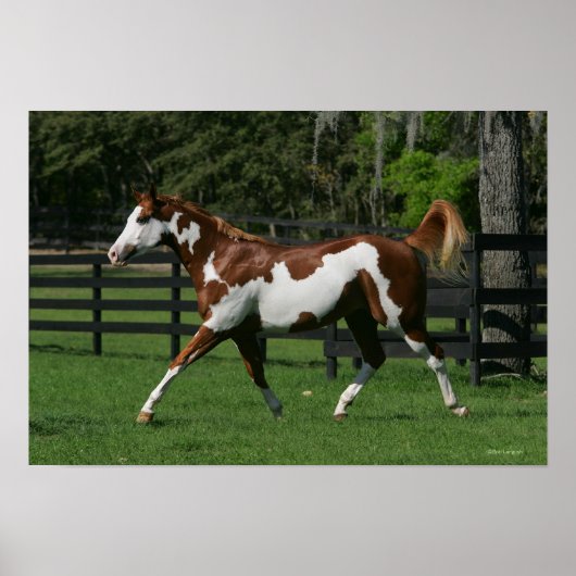 Paint Horse Running 1 Poster (Vorne)