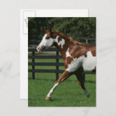 Paint Horse Running 1 Postkarte (Vorne/Hinten)