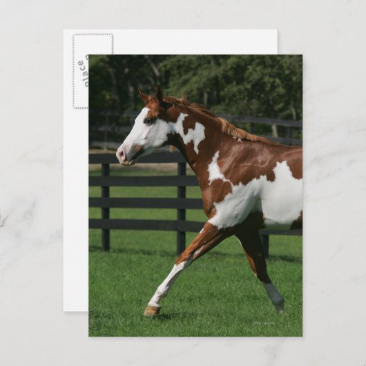 Paint Horse Running 1 Postkarte (Vorne/Hinten)
