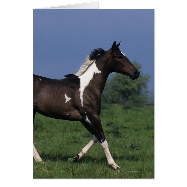 Paint Horse Running 2 (Vorne)