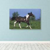 Paint Horse Running 2 Leinwanddruck (Insitu (Holzboden))