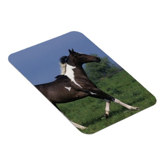 Paint Horse Running 2 Magnet (Rechte Seite)