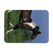 Paint Horse Running 2 Magnet (Horizontal)